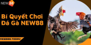 Mách bạn bí quyết chơi đá gà NEW88 luôn thắng
