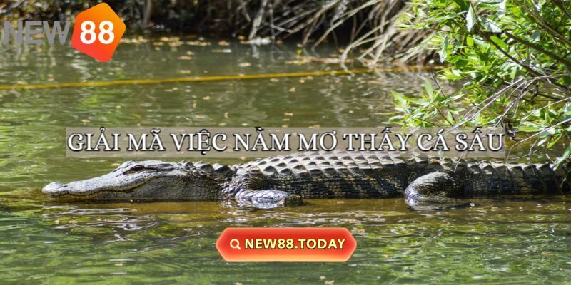 Giải mã chi tiết giấc mơ thấy cá sấu Giải mã chi tiết giấc mơ thấy cá sấu