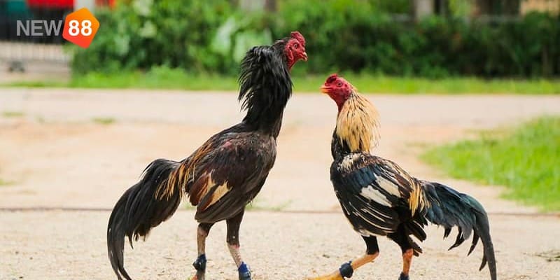 Kinh nghiệm tránh những vảy gà xấu Kinh nghiệm tránh những vảy gà xấu
