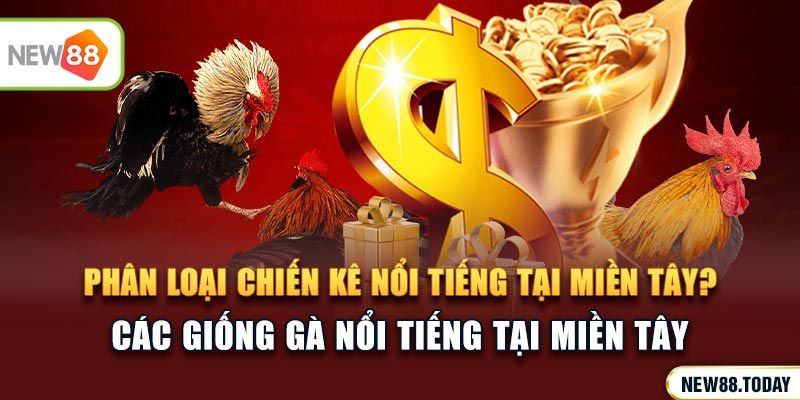 Phân loại chiến kê nổi tiếng tại miền Tây?