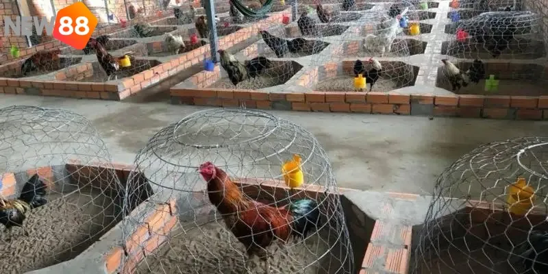 Các Trại Gà Đá Uy Tín Nhất Hiện Nay Đảm Bảo Chất Lượng